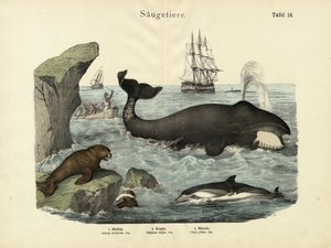 Zoogdieren, ca. 1860 door German School